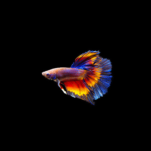 fish-category-turf-pet-hyper