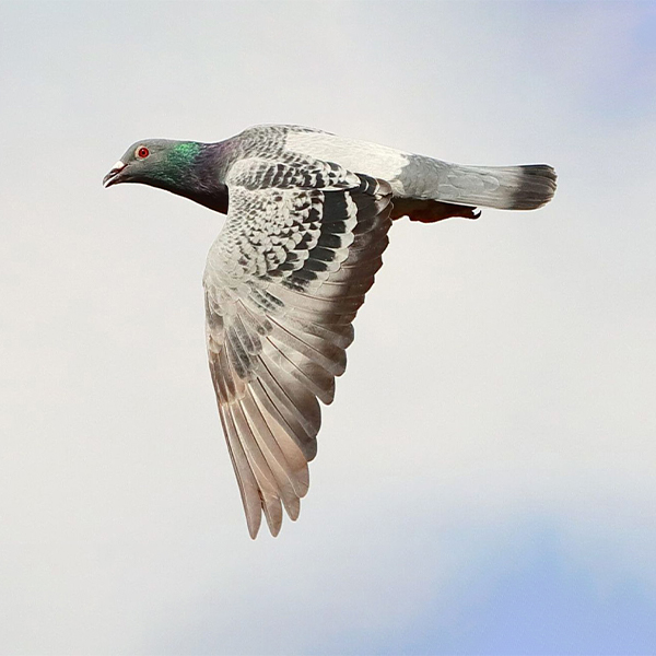 racing-pigeons-1.1-category-turf-pet-hyper